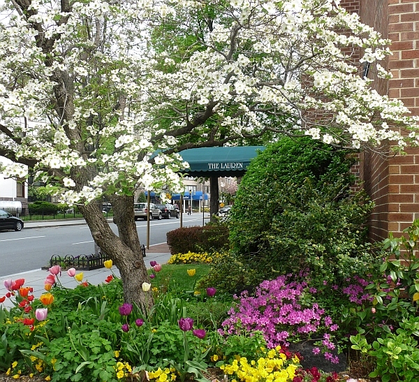 A dogwood tree and tulips at the southwest corner of the Lauren. Photo by Brian Larkin